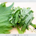 ドイツで紫蘇の種を発芽させる方法