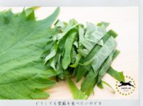 ドイツで紫蘇の種を発芽させる方法