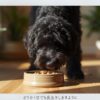 ウェットフードを食べる犬