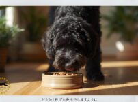 ウェットフードを食べる犬
