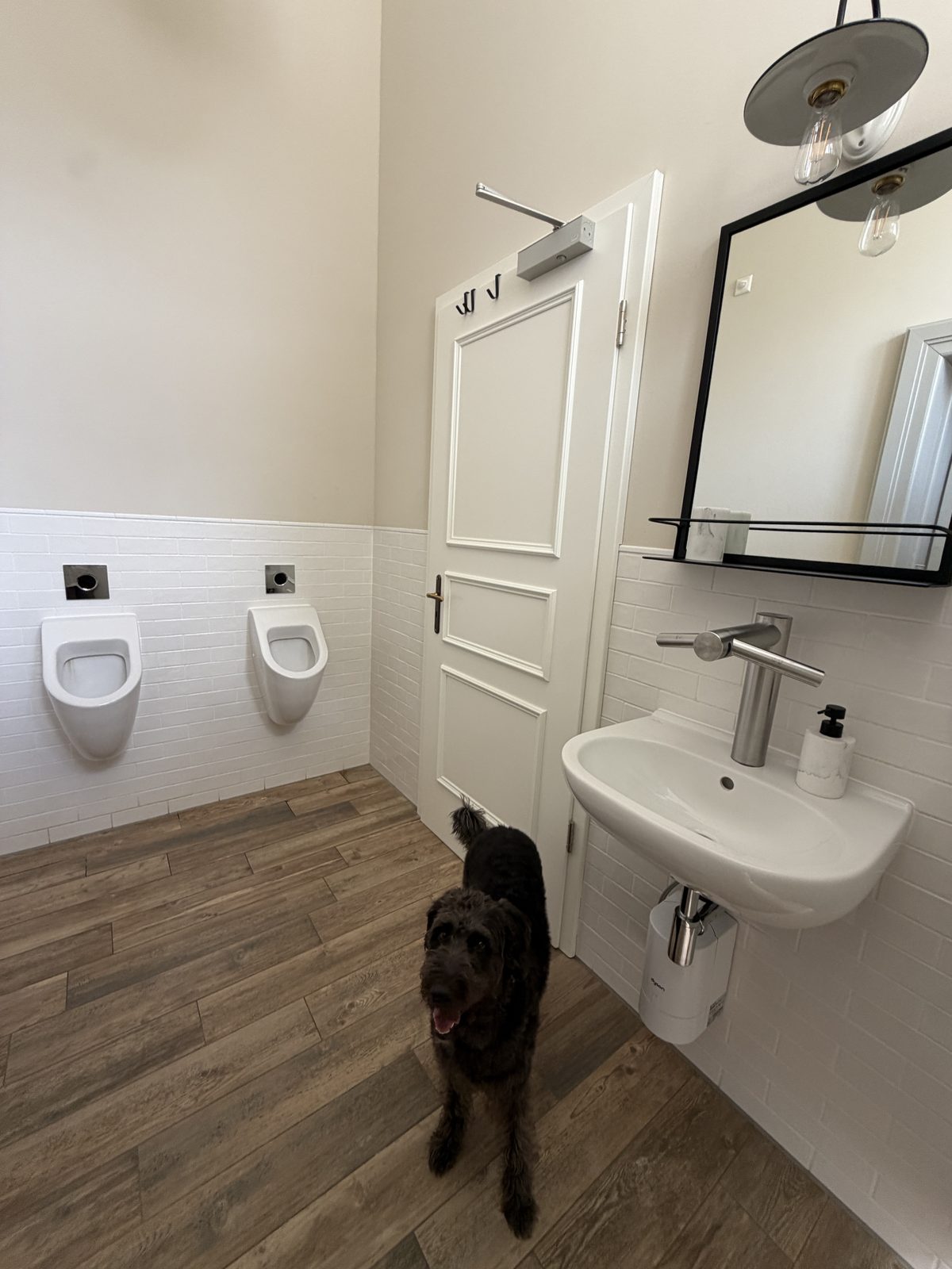 共用トイレをのぞく愛犬リア